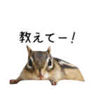 しまりすらいふ。2（個別スタンプ：22）