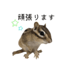 しまりすらいふ。2（個別スタンプ：24）