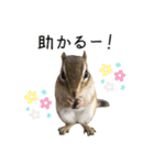 しまりすらいふ。2（個別スタンプ：25）