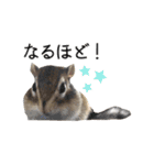 しまりすらいふ。2（個別スタンプ：28）