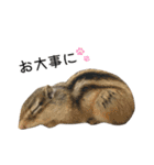 しまりすらいふ。2（個別スタンプ：29）