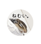 しまりすらいふ。2（個別スタンプ：31）