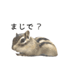 しまりすらいふ。2（個別スタンプ：32）