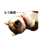 名犬アキナと娘。（個別スタンプ：1）