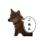 名犬アキナと娘。（個別スタンプ：7）