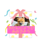 むぎむぎびよりすたんぷ（個別スタンプ：9）