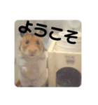 ハムスターのべーちゃんスタンプ（個別スタンプ：1）