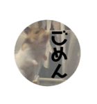 ハムスターのべーちゃんスタンプ（個別スタンプ：2）