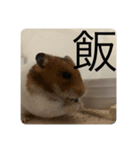 ハムスターのべーちゃんスタンプ（個別スタンプ：5）