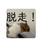 ハムスターのべーちゃんスタンプ（個別スタンプ：11）