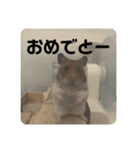 ハムスターのべーちゃんスタンプ（個別スタンプ：12）