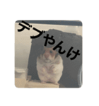 ハムスターのべーちゃんスタンプ（個別スタンプ：14）