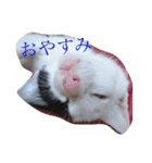 人間化する猫（個別スタンプ：1）