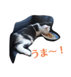 人間化する猫（個別スタンプ：2）