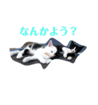 人間化する猫（個別スタンプ：3）