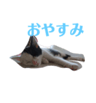 人間化する猫（個別スタンプ：4）