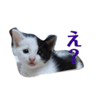 人間化する猫（個別スタンプ：6）