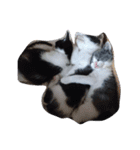 人間化する猫（個別スタンプ：8）