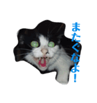 人間化する猫（個別スタンプ：9）
