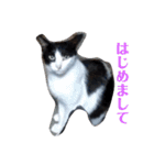 人間化する猫（個別スタンプ：10）