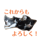 人間化する猫（個別スタンプ：11）