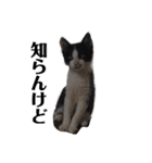 人間化する猫（個別スタンプ：12）