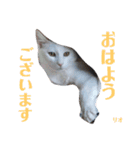 人間化する猫（個別スタンプ：14）