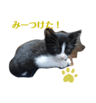 人間化する猫（個別スタンプ：15）