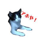 人間化する猫（個別スタンプ：16）