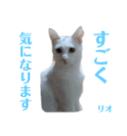 人間化する猫（個別スタンプ：18）