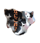 人間化する猫（個別スタンプ：19）