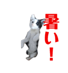人間化する猫（個別スタンプ：20）