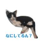 人間化する猫（個別スタンプ：21）