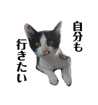 人間化する猫（個別スタンプ：22）