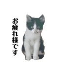 人間化する猫（個別スタンプ：24）