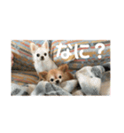 たまごかけごはんとみりん（個別スタンプ：1）