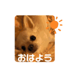 たまごかけごはんとみりん（個別スタンプ：3）