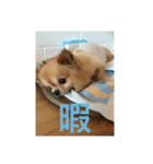 たまごかけごはんとみりん（個別スタンプ：5）