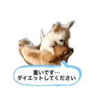 たまごかけごはんとみりん（個別スタンプ：19）