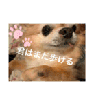 たまごかけごはんとみりん（個別スタンプ：20）