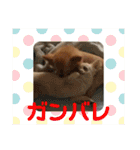 たまごかけごはんとみりん（個別スタンプ：28）