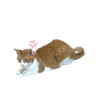 にこじろう 2（個別スタンプ：3）