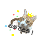 にこじろう 2（個別スタンプ：13）