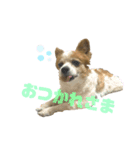にこじろう 2（個別スタンプ：14）