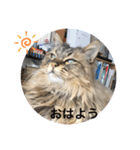そら ネコ（個別スタンプ：3）