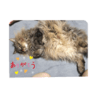 そら ネコ（個別スタンプ：6）