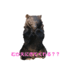bokuwakuma2（個別スタンプ：6）