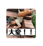 晴架と愉快な仲間たち（個別スタンプ：8）