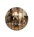 ブチコロスタンプ No.3（個別スタンプ：10）