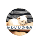 ブチコロスタンプ No.3（個別スタンプ：12）